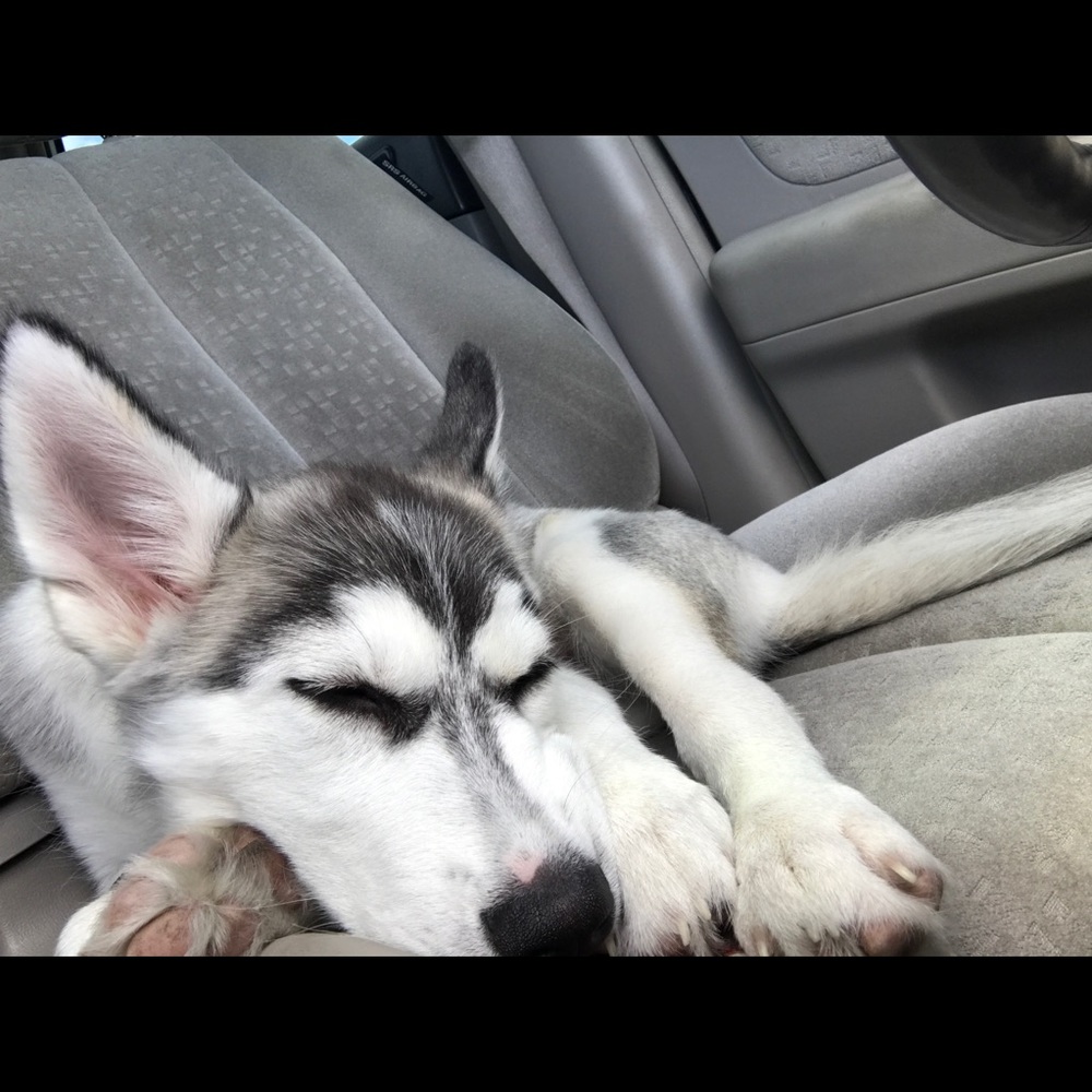 Meet your Posher, Allison